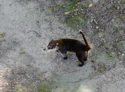 Coatimundi