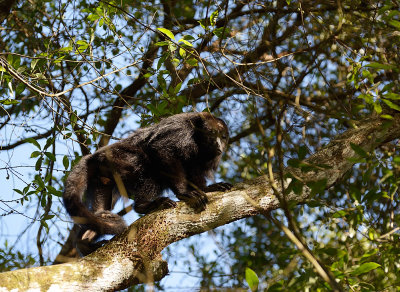 Howler monkey, Chaa Creek