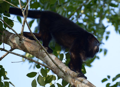 Howler monkey, Chaa Creek