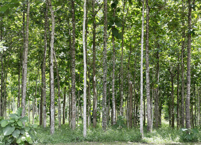 Teak plantation