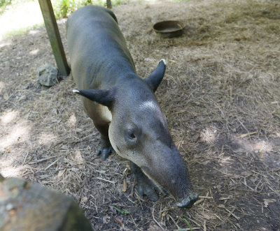 Tapir, Belize Zoo