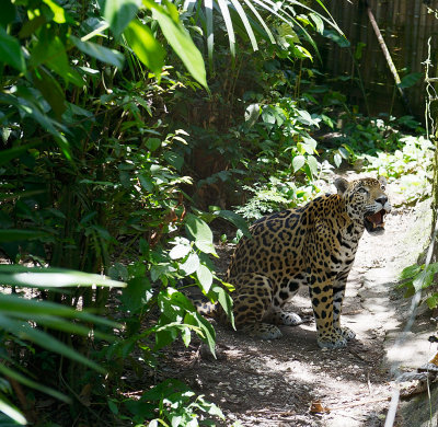 Belize Zoo jaguar