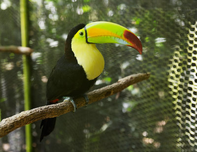 Belize Zoo keel-billed toucan