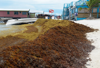 Sargassum, Ambergris Caye