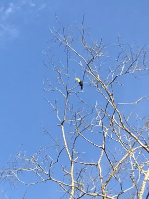 Toucan, Chaa Creek