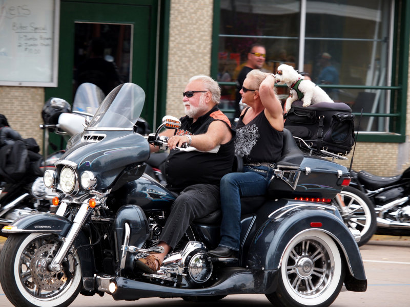 Check Out That Hard Core Biker Dog On Back...