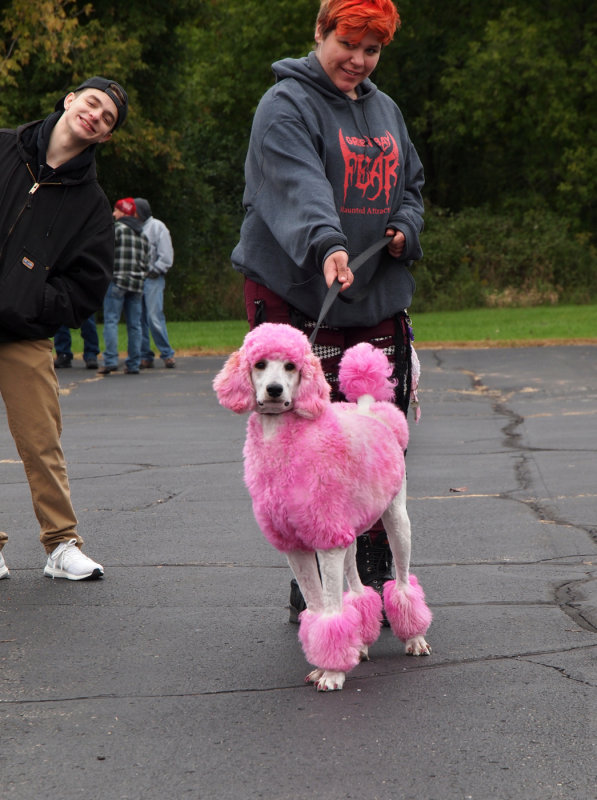 You Just Know It's Gonna Be A Good Day When The First Thing You See Is A Pink Poodle..!!