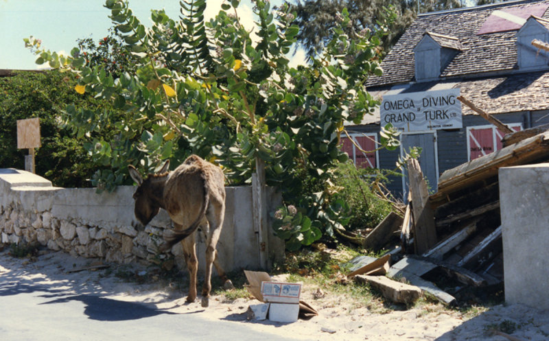 Abandoned Dive Shop In Grand Turk, British West Indies And A Wild Donkey.