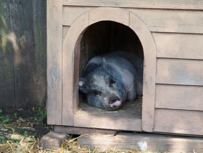 Between Models Lets Check Out This Cute Oinker...