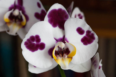 Orchides - Orchids
