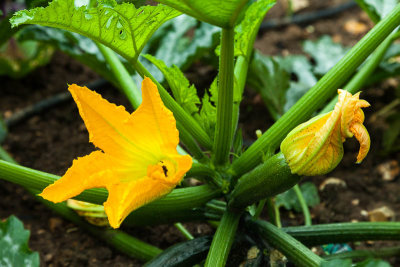 Courgettes-1707l.jpg