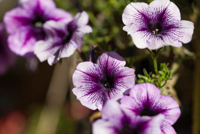 Ptunias-1737l.jpg