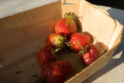 Il y a encore des fraises.jpg