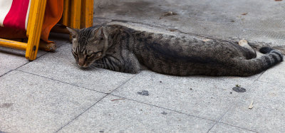 Arles_Repos attentif-2018l.jpg