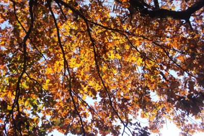 Leaf Foliage