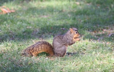 Squirrels
