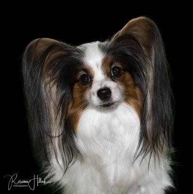 Our Papillon, Pink