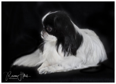 Our Japanese Chin, Smudge.