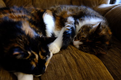 Buddies