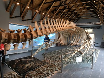 Complete humpback whale skeleton
