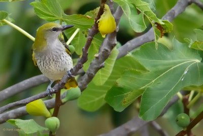 golden oriole ..... wielewaal