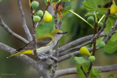 golden oriole ..... wielewaal