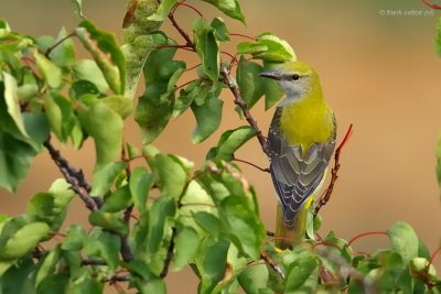 golden oriole ..... wielewaal