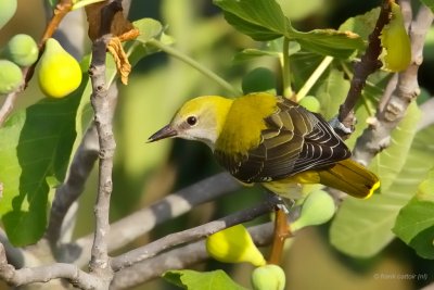 golden oriole ..... wielewaal