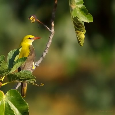 golden oriole ..... wielewaal