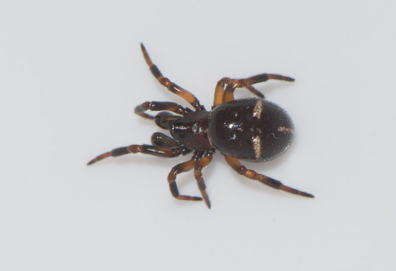 Fogeldammen Halland 29.1-17 Subadult Male