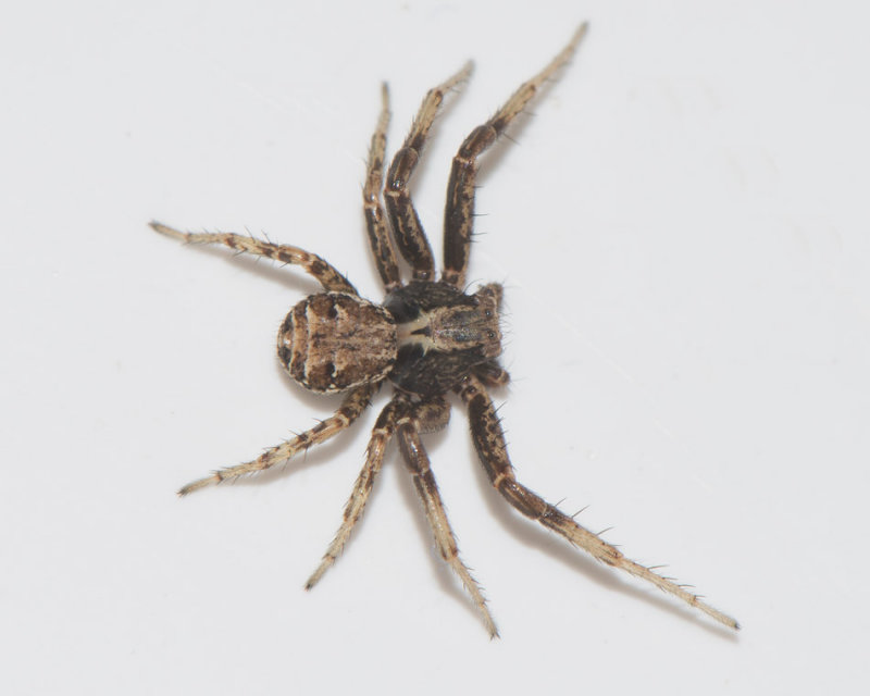 Fjrs Halland 18.4-17 Adult male