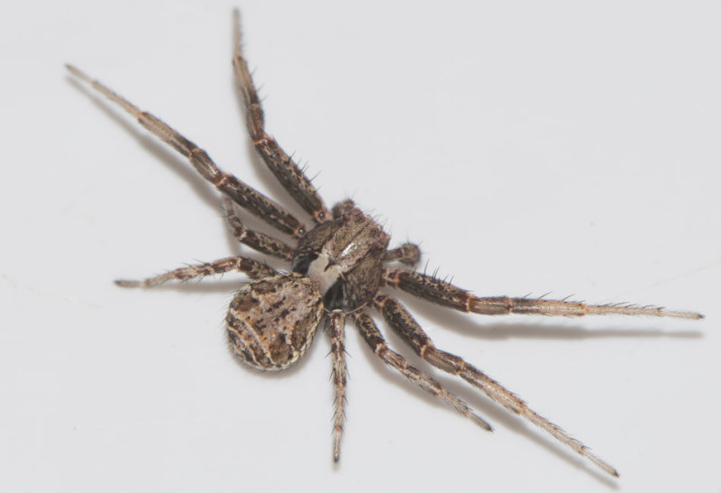 Fjrs Halland 18.4-17 Adult male