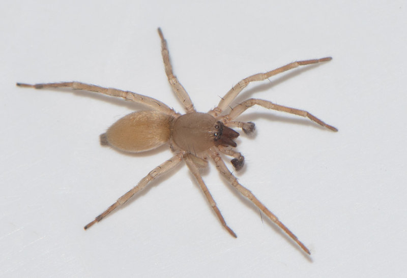 Bjrkng Halland 22.4-17 Adult male.