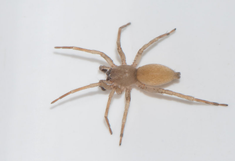 Bjrkng Halland 22.4-17 Adult male.
