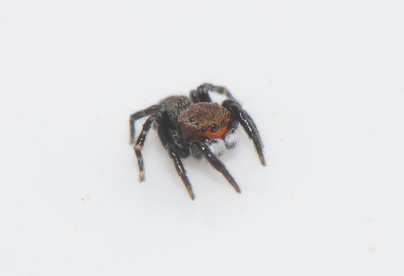 Brby Alvar land 23.5-17 Adult male.