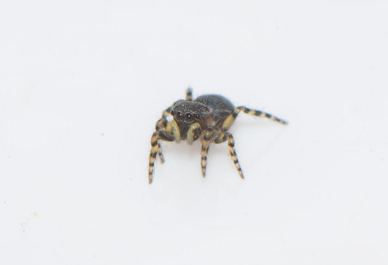 Brby Alvar land 23.5-17 Adult female.