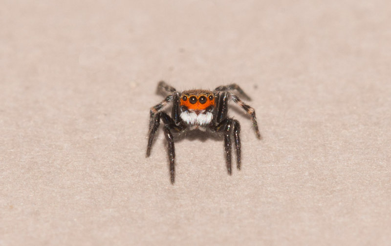 Brby Alvar land 23.5-17 Adult male.
