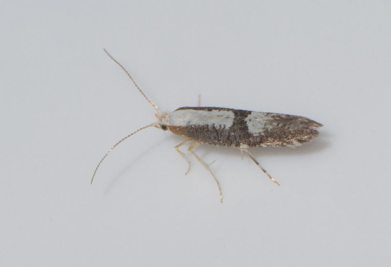 Trofta Blekinge 10.7-17