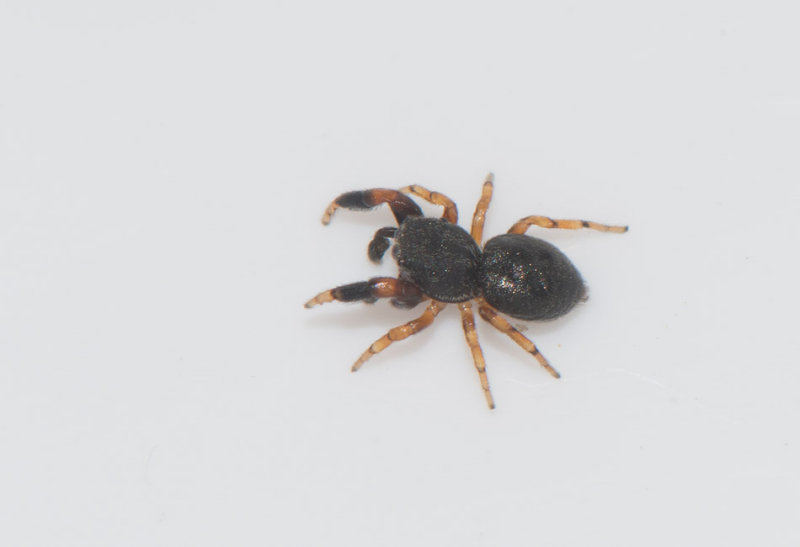 Hge s land 26.5-17 adult male