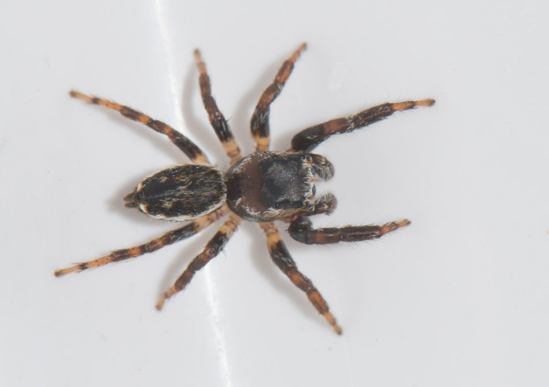 Smrismossen Halland 23.8-17 Adult male