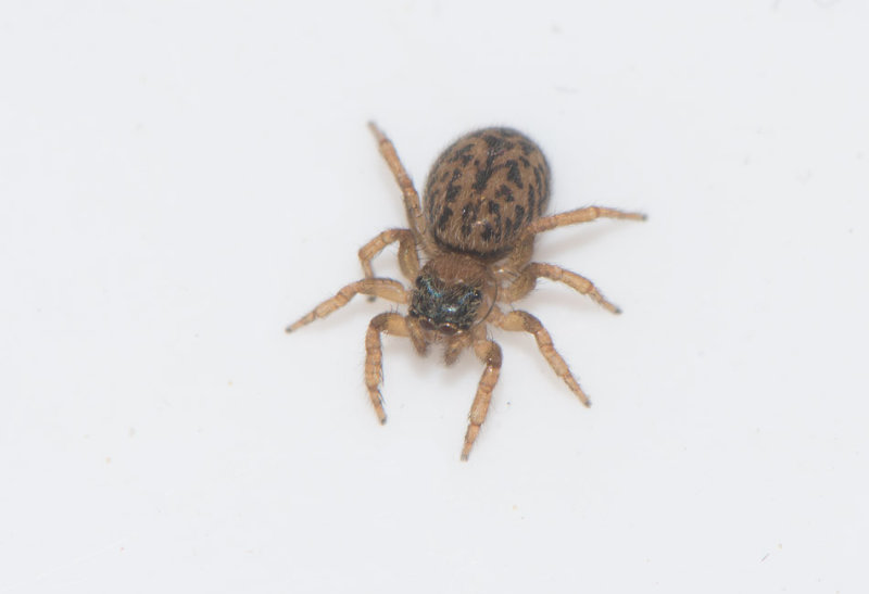 Mellbystrand Halland 22.5-17 female
