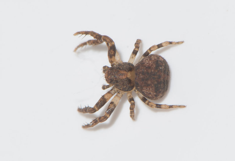 Bosgrden Vstergtland 30.7-17 adult female