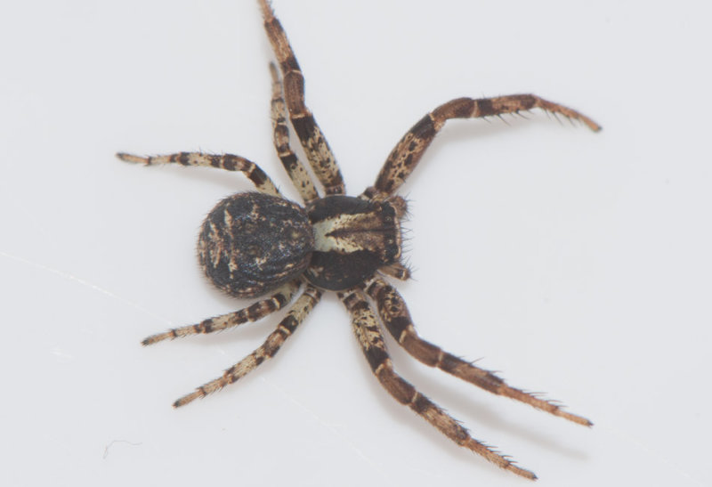 Rnn Halland 19.9-17 adult female