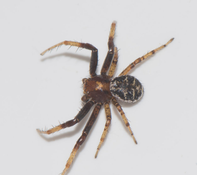 Stamnared Halland 16.6-17 adult male