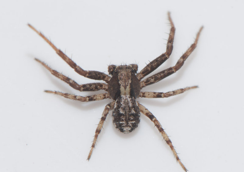 Tjrby Halland 9.9-17 adult male