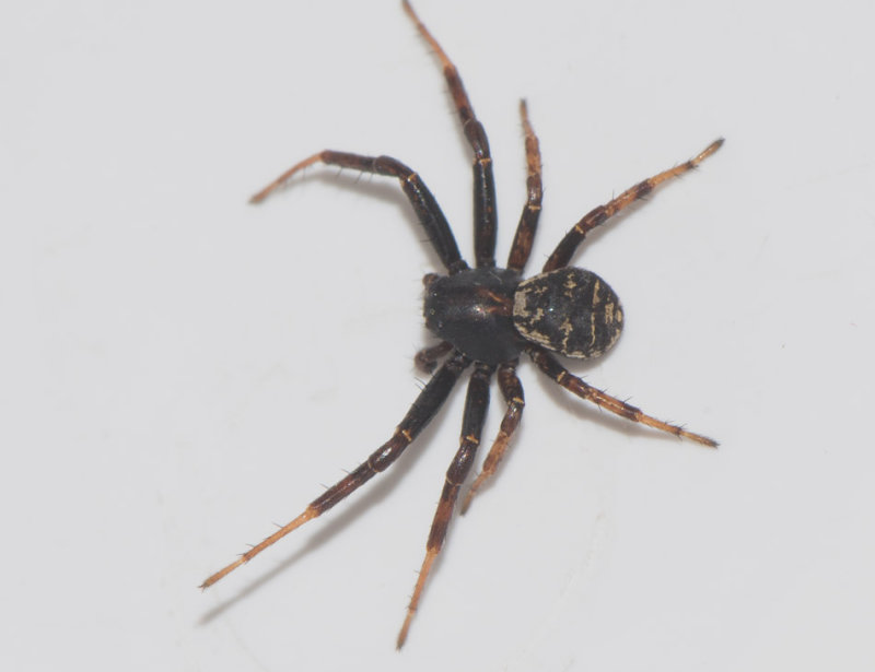 Hyltan Halland 23.6-17 adult male