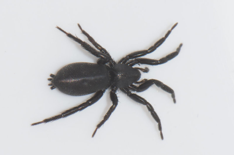 Goxxis Uppland 28.4-17 adult female