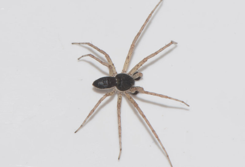 Subbe Halland 1.6-17 adult male