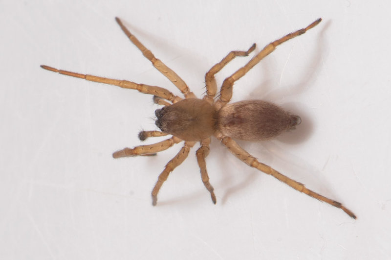 Holmagrde Halland 17.10-17 adult male