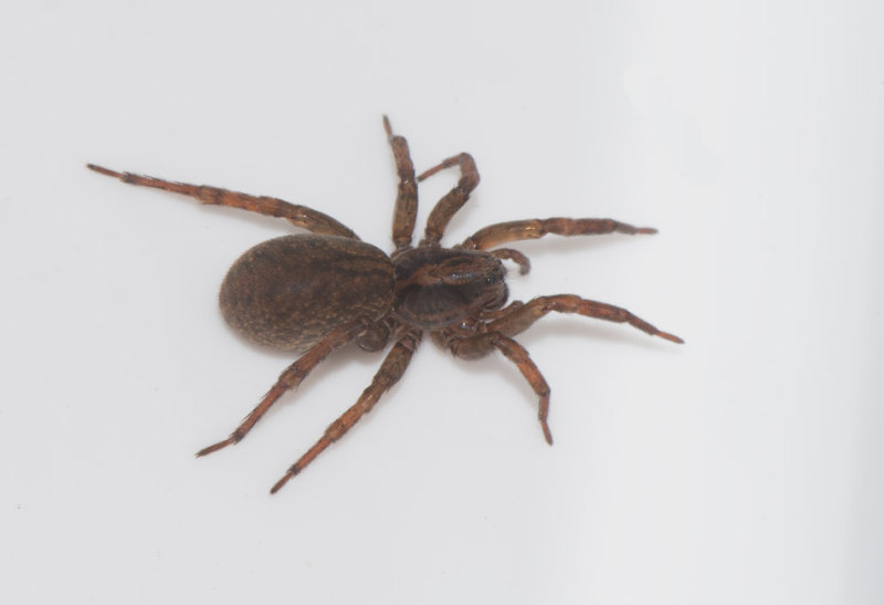 Skogen Halland 9.5-17 adult hona